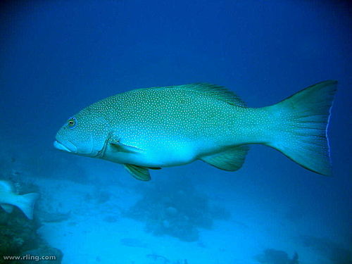 Coral trout